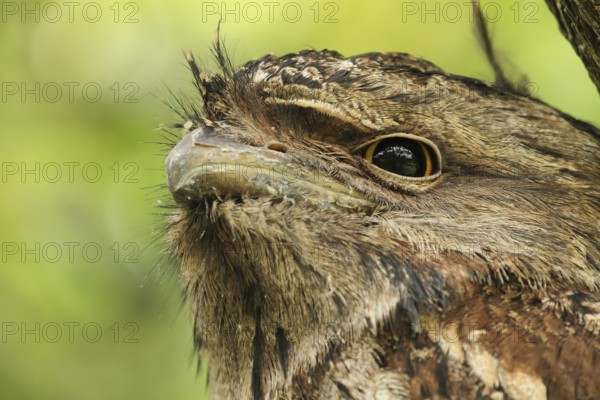 Tawny Frogmouth (Podargus strigoides) juvenile, Queensland, Australia