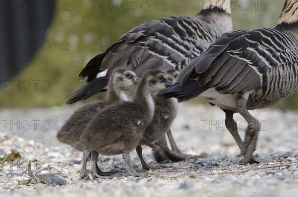 Nene (Branta sandvicensis) captive, juvenile, Schleswig-Holstein, Germany