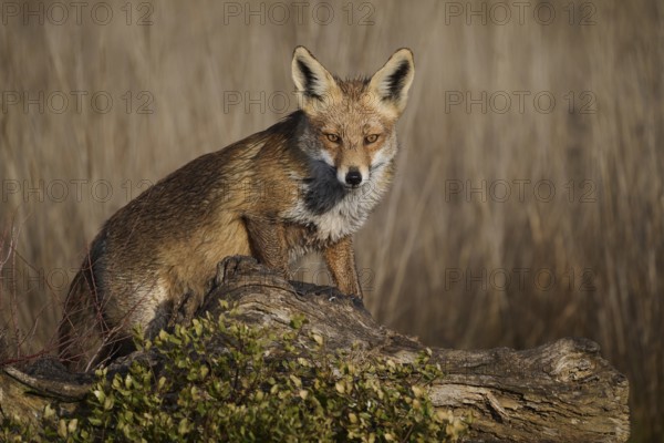 An alert red fox sits atop a fallen log amidst scrubby vegetation, against a blurred field background, showcasing its rich fur and intense gaze waiting to hunt