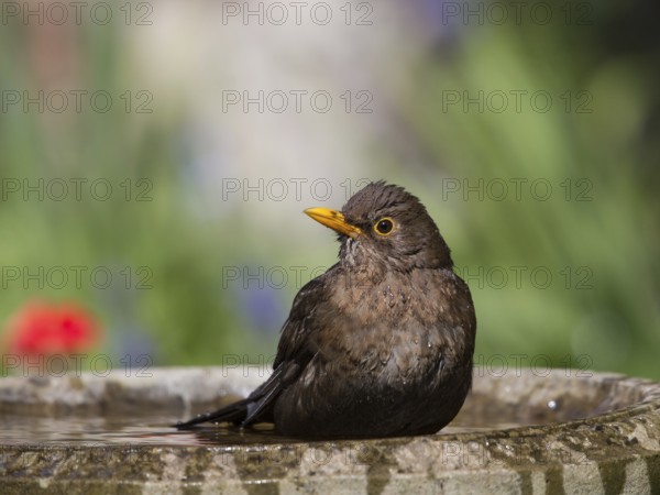 Common Blackbird (Turdus merula) female bathing, Wales, United Kingdom