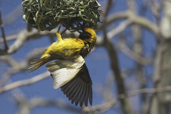 Village Weaver (Ploceus cucullatus) male builds at nest, Gauteng, South Africa