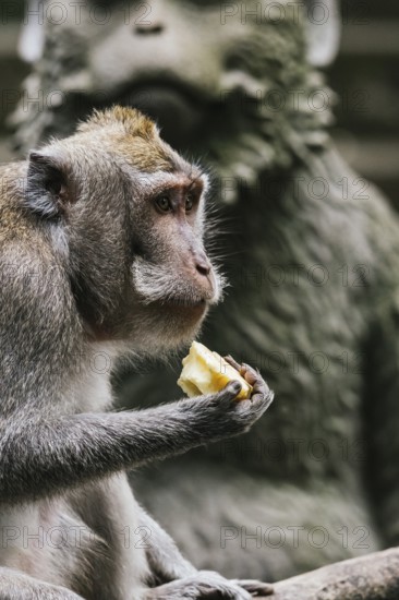 A monkey is captured enjoying a snack in a serene natural setting, with a stone sculpture blurred in the background, highlighting wildlife tranquility and artistry in Bali