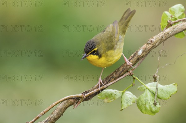 Kentucky Warbler (Geothlypis formosa) male perched on a branch, Texas, USA