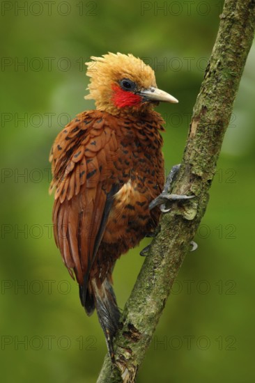 Beautiful brown bird form tropic mountain forest. Chestnut-coloured Woodpecker, Celeus castaneus, brawn bird with red face from Costa Rica. Woodpecker with yellow crest and red face, sitting on tree