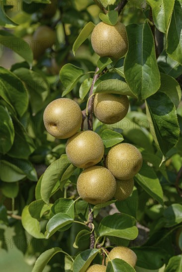 Nashi pear (Pyrus pyrifolia 'Hosui'), Bundessortenamt Prüfstelle Wurzen, Federal Republic of Germany