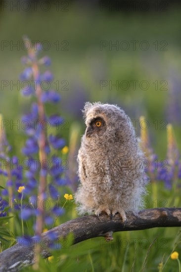 One young long-eared owl (Asio otus), sitting on a branch that is lying in a field of flowering lupines in late light
