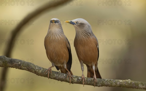 A pair of Chestnut-tailed Starlings (Sturnia malabarica) perched together on a branch, Sreepur, Gazipur, Bangladesh