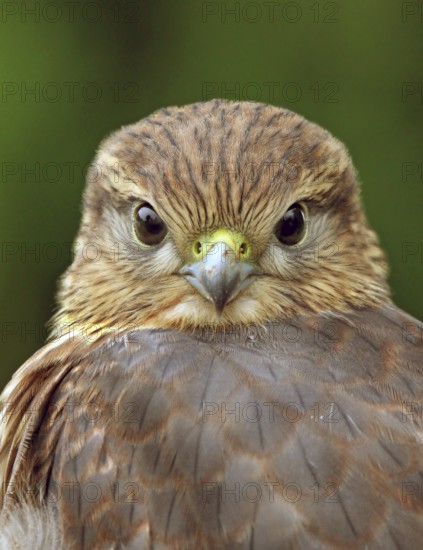 A juvenile Merlin, Falco columbarius, in Saskatoon, Saskatchewan, Canada