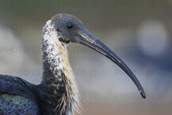 Straw-necked Ibis (Threskiornis spinicollis), Victoria, Australia