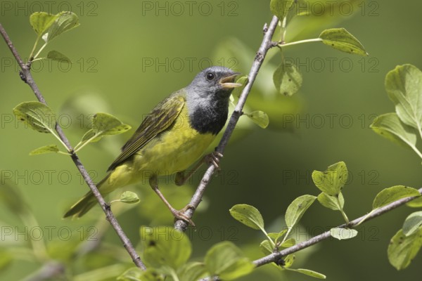 Mourning Warbler (Geothlypis philadelphia) male singing, Ontario, Canada