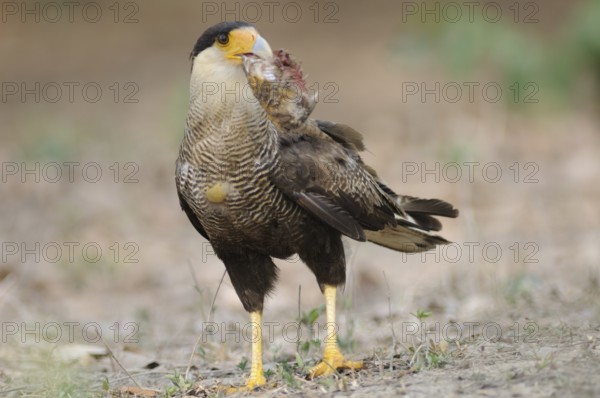 Southern Crested Caracara (Caracara plancus), Pantanal, Brazil