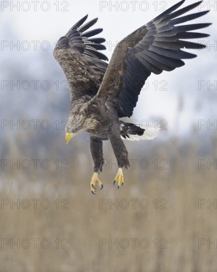 White-tailed Eagle (Haliaeetus albicilla) flying, Lower Saxony, Germany