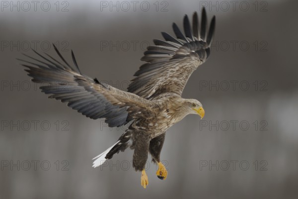 White-tailed Eagle (Haliaeetus albicilla) flying, Hokkaido, Japan