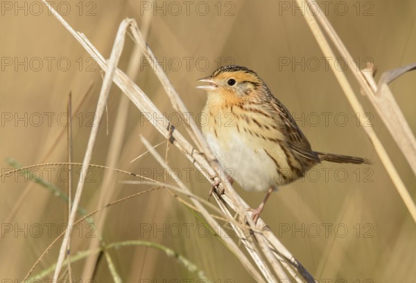 Le Conte's Sparrow (Ammodramus leconteii), Texas, USA