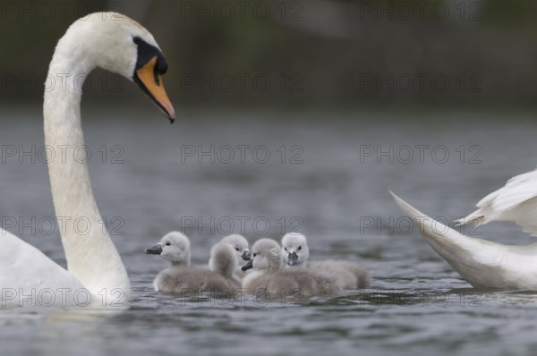 Mute Swan (Cygnus olor) juvenile, Saxony, Germany