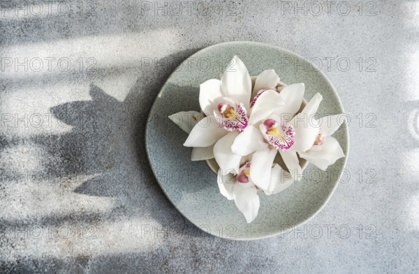 A delicate arrangement of white orchids with pink centers neatly placed on a pale green ceramic plate, set against a textured, sunlit backdrop creating beautiful shadow patterns