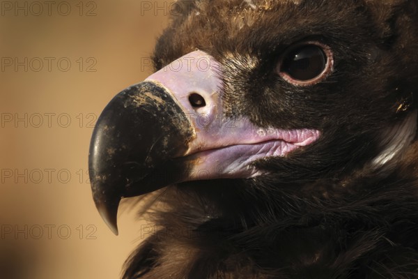 Detailed close-up of a Cinereous vulture's face, highlighting its sharp beak and intense eyes against a blurred background, showcasing the bird's majestic features