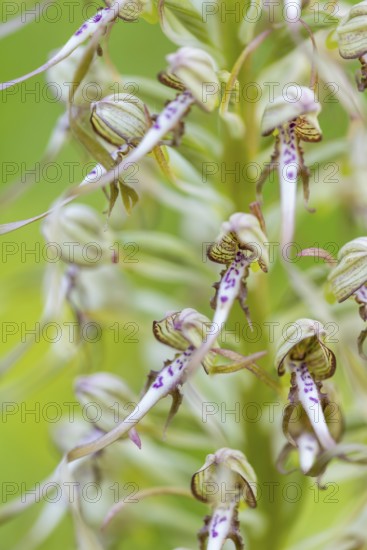 Goat's tongue (Himantoglossum hircinum), orchid family (Orchidaceae), Ihringen, Kaiserstuhl, Baden-Württemberg, Germany