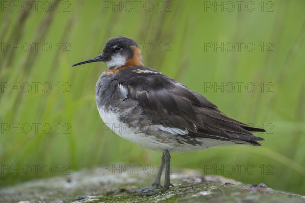Red-necked Phalarope (Phalaropus lobatus) female, Iceland