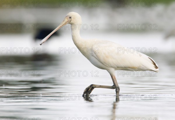 Yellow-billed Spoonbill (Platalea flavipes), Victoria, Australia