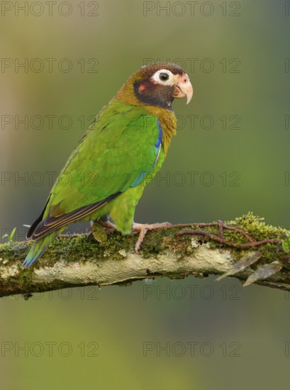 Brown-hooded-Parrot (Pyrilia haematotis) - at Laguna Lagarto Lodge near Boca Tapada, Costa Rica