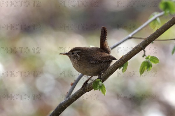 Wren (Troglodytes troglodytes), twig, spring, nest building, breeding, The wren has nesting material in its beak