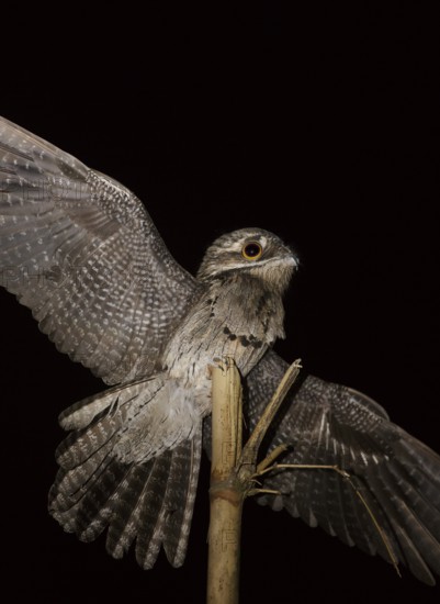 Common Potoo (Nyctibius griseus), Trinidad and Tobago