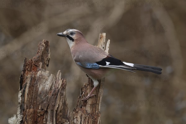 Eurasian Jay (Garrulus glandarius), Bavaria, Germany