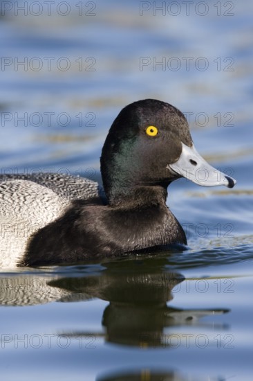 Lesser Scaup Aythya affinis Tucson, Pima County, Arizona, United States 21 February Adult Male Anatidae