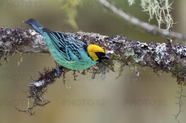Saffron-crowned Tanager (Tangara xanthocephala) perched on a branch in Ecuador, South America