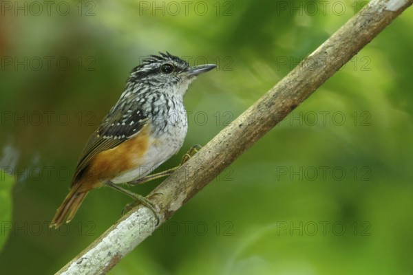Guianan Warbling-Antbird (Hypocnemis cantator) perched on a branch in the rainforest of Guyana
