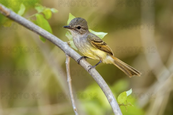 Flammulated Flycatcher Deltarhynchus flammulatus Tehualmixtle, Jalisco, Mexico 13 June Adult Tyrannidae
