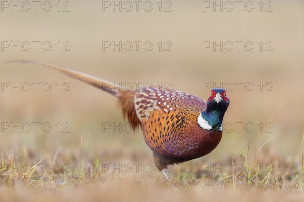 Fasan, Common Pheasant, Pheasant, Ring-necked Pheasant, Phasianus colchicus, Faisan de Colchide, Faisan de chasse, Faisán Vulgar