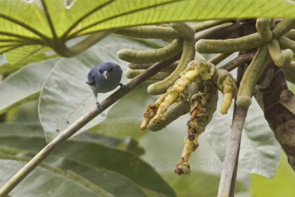 Chestnut-vented Conebill (Conirostrum speciosum), Ecuador