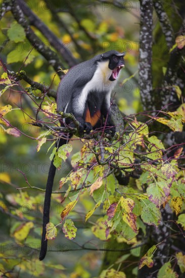 One adult Diana monkey (Cercopithecus diana) sits on a branch of a tree looking around