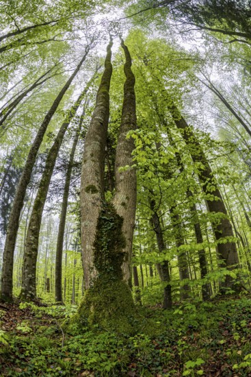 Fisheye perspective, trees, forest, light green leaves, beech forest, spring, Alpine foothills, Bavaria, Germany