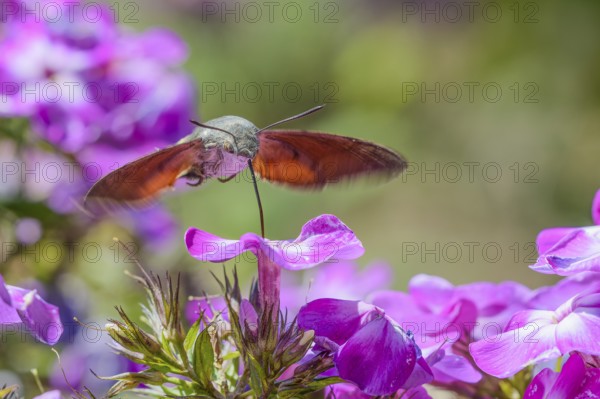 Pigeon tail (Macroglossum stellatarum), pigeon tail, on flame flower (Phlox), Germany