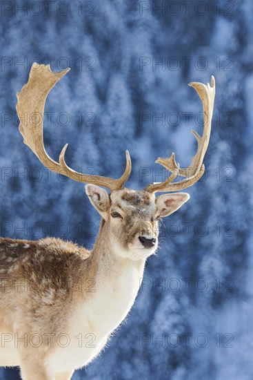 European fallow deer (Dama dama) buck portrait in the mountains in tirol, snow, Kitzbühel, Wildpark Aurach, Austria