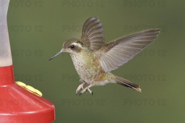 Speckled Hummingbird (Adelomyia melanogenys), Ecuador