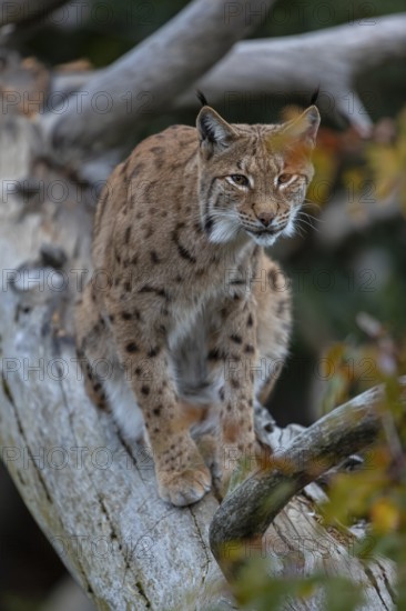 One Eurasian lynx, (Lynx lynx), sitting on a fallen tree, grooming himself. Frontal view with fall foliage around