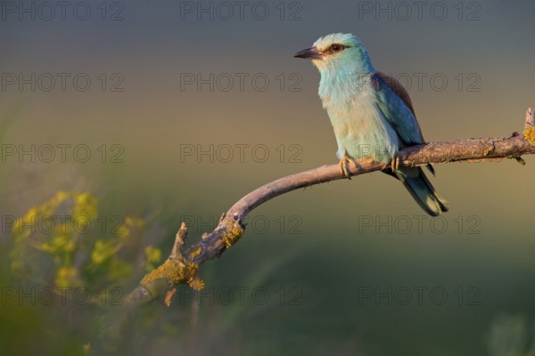 Roller, Almond Crow, (Coracias garrulus), animals, birds, raptors, raptor family, perch, biotope, habitat, Muselievo, Muselievo, Pleven, Bulgaria