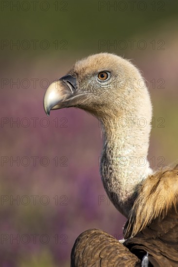 Griffon Vulture (Gyps fulvus), Madrid, Spain