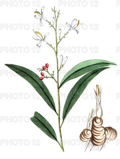 Maranta galanga, Alpinia galanga, Thai ginger, digital reproduction of a historical original, between 1790 and 1810