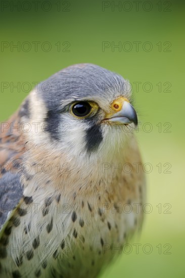 Coloured Common Kestrel or American kestrel (Falco sparverius), male, portrait, captive, occurring in North and South America
