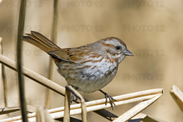 Song Sparrow Melospiza melodia fallax Tucson, Arizona, United States 23 March Adult EMBERIZIDAE
