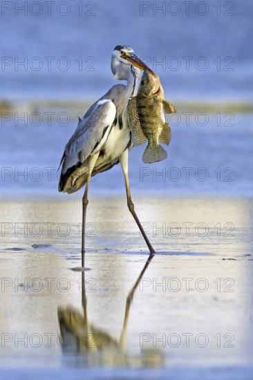Grey grey heron (Ardea cinerea), foraging, prey, fish, boat trip, Tiszaalpár, Kiskunsági National Park, Bács-Kiskun, Hungary