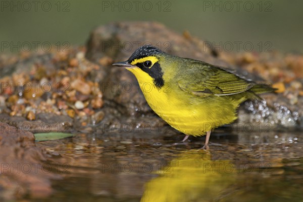 Kentucky Warbler (Geothlypis formosa) male perched at a waterhole, Texas, USA