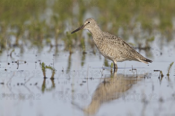 Willet (Tringa semipalmata), Alberta, Canada