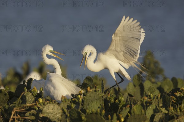 Great Egret (Ardea alba), Texas, USA