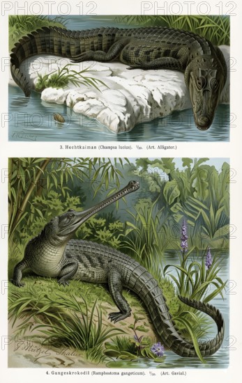 Crocodiles, pike caiman (Champsa lucius) also Mississippi Crocodile, Ganges gavial (Gavialis gangeticus), reptile, reptile, animal world, animal kingdom, historical illustration, digitally processed